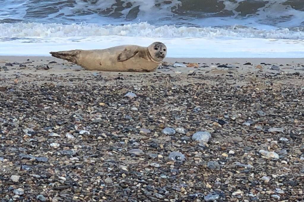 Dog Friendly Cottage 2 Mins To Beach With Hot Tub And Zappi Ev Lessingham Dış mekan fotoğraf